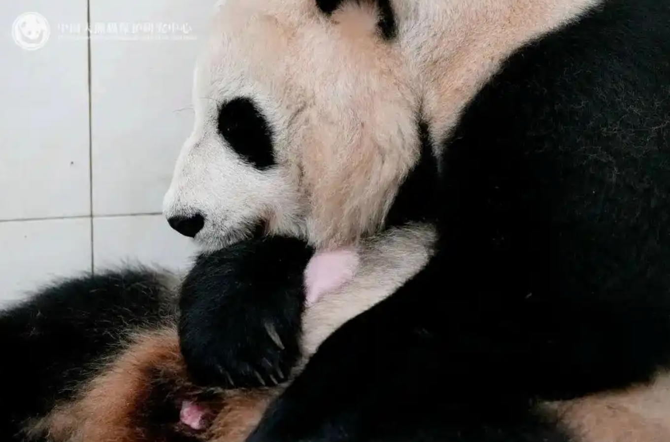 总停播